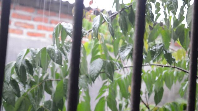 it's raining on the star fruit tree