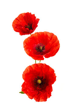 Red poppies flower isolated on a white background.