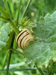snail on leaf