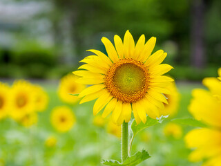 夏らしいヒマワリの花