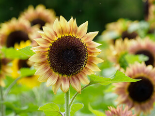 Fototapete bei efototapeten.de bestellen   