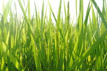 夏の雨上がりの稲穂