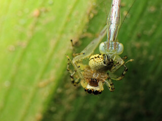 close-up of praying mantis caught the spider