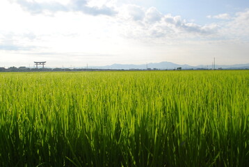 Fototapeta premium 鳥居と雨上がりの田んぼ
