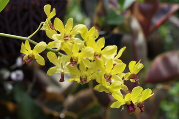 Cambodia. Dendrobium nobile, commonly known as the noble dendrobium, is a member of the family...