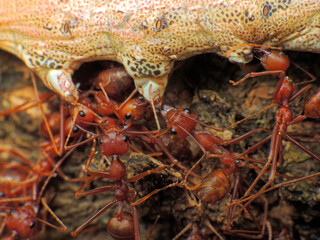close-up of weaver ants colony caught the othe insects