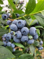 blueberries on the bush