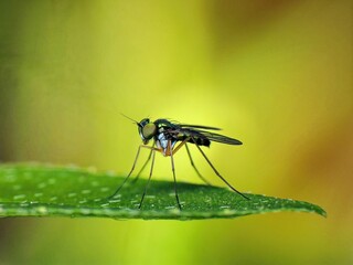close-up of the fly on leaf