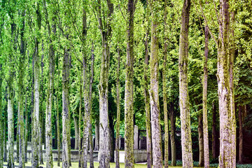 Side view of densely planted avenue of thin poplars with fresh green leaves