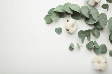 Flowers composition. Cotton flowers and eucalyptus branches on light background. © Mouse family