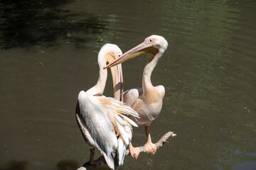 Pelican beautiful big bird with a long beak for fishing