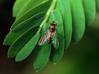 close-up of the fly on leaf