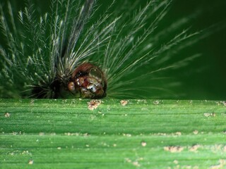 close-up of caterpillar on the leaf