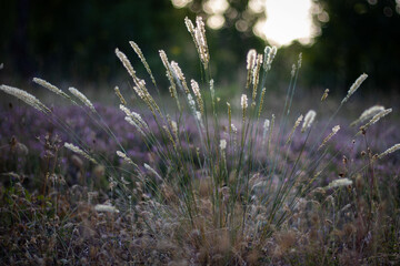 flowers in the field
