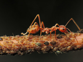 close-up of weaver ants colony caught the the insects
