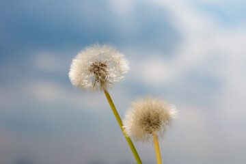 a white fluffy dandelion on a blue sky background. Background for advertising