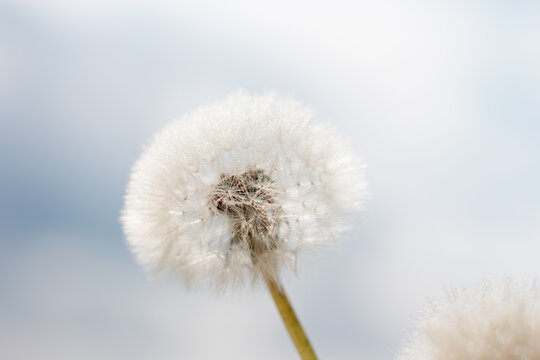 a white fluffy dandelion on a blue sky background. Background for advertising