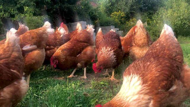 Great happy wholesome footage of free range chickens on an organic family farm. Red and healthy, the chickens hunt and peck in the sunny grass around the camera. Fluffy feathers and lots of movement, 