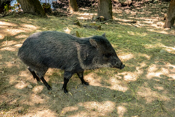 Posing black pig in the forest in the wild