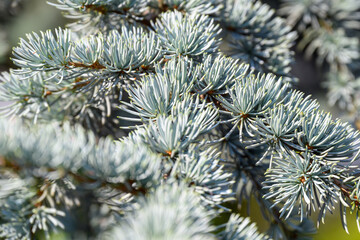 Naklejka na ściany i meble Sharp spruce needles in the summer heat.