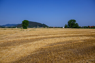 Fototapeta premium A crop field in the north of Italy.
