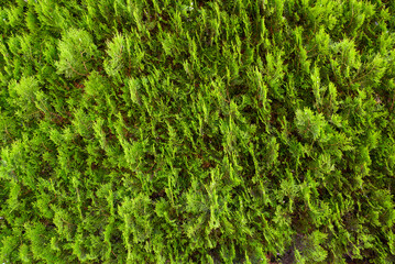 Green and exelent tuja hedge.