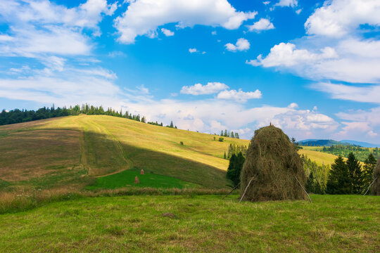 haystacks on the grassy field on the hill. beautiful rural landscape in carpathian mountains on a sunny summer day. fluffy clouds on the blue sky in evening light