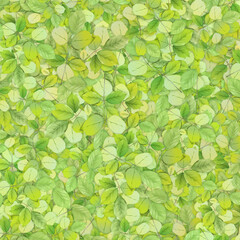 Fototapeta na wymiar Light green leaves nature background, product display. selective focus, fresh, environment, tropical, ecology, spring.