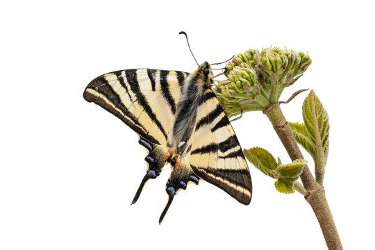Ein Segelfalter-Schmetterling thront auf einer Knospe auf wei&szlig;em Hintergrund.