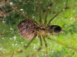 close-up of insects on the leaf