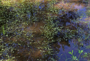 A grassy forest puddle on a summer day