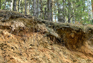 The edge of a forest ravine on a summer day
