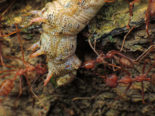 close-up of weaver ants colony caught the othe insects