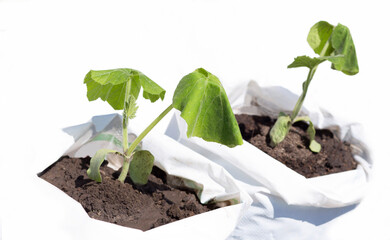 withered leaves of pumpkin plant planted in bags in the ground on a white background