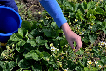 The boy collects dried buds in a plastic container on a strawberry bed