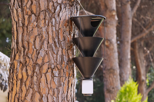 A modern trap for protection from insect pests, flies and bark beetles. Exudes pheromone odors that attract parasites. Forestry and ecology