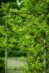 Ginko tree  in the garden