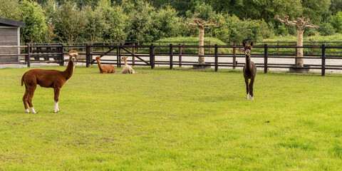 Four Alpacas, in panorama, a brown alpaca in front of white and brown alpacas. Selective focus on...