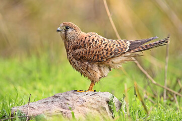 Common Kestrel (Falco tinnunculus) is a bird of prey that spreads on all continents in the world.