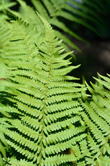 Common male fern