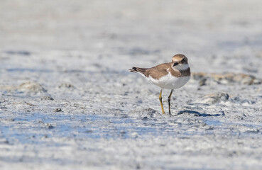Common Ringed Plover (Charadrius hiaticula) is a wetland bird. It is a rare bird.