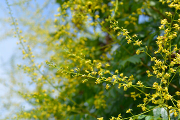Golden rain tree