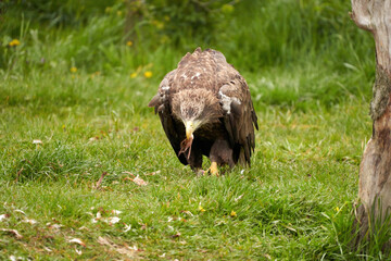 A detailed bald eagle, yellow beak. The bird is in the grass. Allert, brown, front view, claws