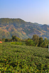 Gardens of the 101 Tea Plantation,Doi Mae Salong,Chiang Rai province,Northern Thailand.