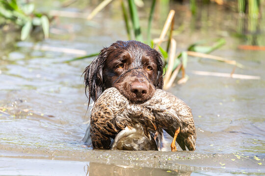 Portrait of a brown german small munsterlander pointer hound retrieving a dead duck during fowling training at a pond in summer outdoors
