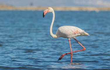 Fototapeta na wymiar Greater Flamingo (Phoenicopterus roseus) usually lives at the Izmir Bird Paradise İn Turkey. Flamingos are wetland birds.