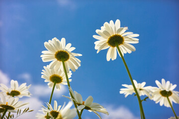 Flowers daisies in summer meadow and blue sky with white clouds.