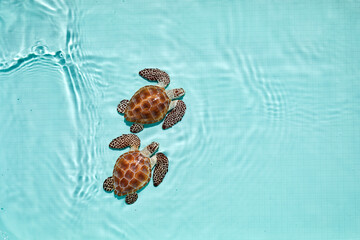 Fototapeta premium Cute sea turtles in water. Top view