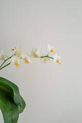 White and yellow orchid phalaenopsis flowers on white wall background. Houseplants decoration and home interior. Copy space for text.