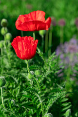 Large red poppies on a background of green leaves.
